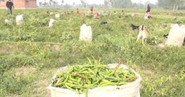 বিরল উপজেলার বিরল ফসল ‘শিটি মরিচ’